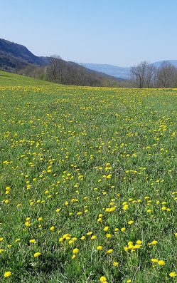 Loresthetique à Bons-en-Chablais